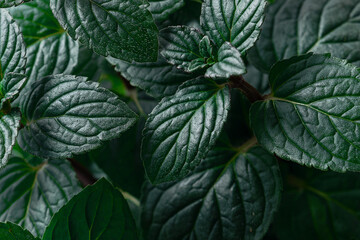 Wall Mural - Fresh aromatic peppermint leaves background. Beauty of nature, macro view.