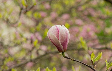 Wall Mural - Beautiful magnolia tree blossoms in springtime. Jentle magnolia flower against sunset light. Romantic creative toned floral background.