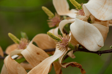 Wall Mural - Last bloom of magnolia in the season. Beautiful Magnolia Flower is fading. Close up of a pistil of magnolia flower in the end of flowering season. Romantic creative toned floral background.