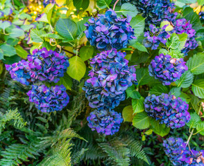 Wall Mural - Bellevue Arboretum Hydrangeas 2