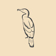Retro cormorant Bird vector Stock Illustration