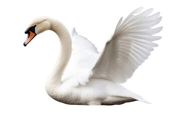 White swan isolated on transparent or white background, PNG