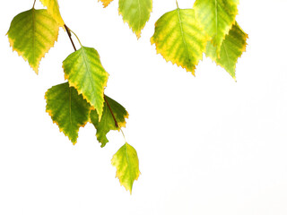 Wall Mural - hanging green birch tree leaf branch isolated on transparent background for natural texture overlay decoration