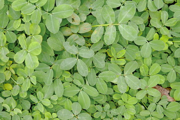 Wall Mural - Green leaves background. Green leaves texture. Green leaf texture background