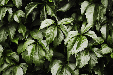 Canvas Print - Ivy texture. Leaves background. Climber plant pattern. Creeper plant texture. Gedge bush background. Natural summer wall. Home outdoor decoration. Green leaves texture.