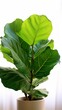  Green leaves of fiddle-leaf fig tree (Ficus lyrata) the popular ornamental tree plant tropical houseplant, Generative AI