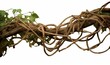 Twisted jungle vines, tropical rainforest liana plant , messy dried vines of cowslip creeper (Telosma cordata) medicinal plant, Generative AI