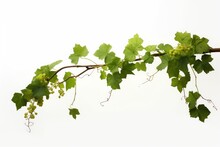 Grape Leaves Vine Plant Hanging Branch Grapevine With Tendrils, Generative AI