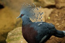 Beautiful Victoria Crowned Pigeon Standing On A Rock