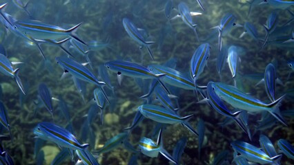 Wall Mural - Underwater view of a vibrant school of blue striped fish swimming in the Andaman Sea. Concept of marine wildlife and underwater exploration.