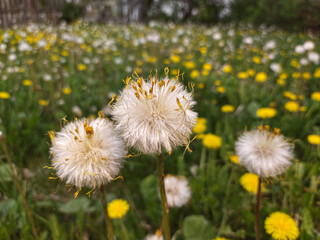 Wall Mural - old dandelions in the field