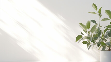 Wall Mural - Minimalist light on a blurred white background, a plant