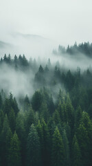 Wall Mural - drone photo of a forest in Idaho and the Pacific Northwest on a foggy day, vertical orientation for social platforms 