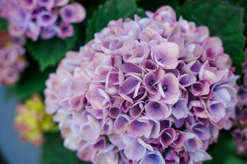 Wall Mural - Beautiful hydrangeas in summer in the park