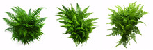 A Cascading Fishtail Or Forked Giant Sword Fern (Nephrolepis Spp.) With Lush Green Foliage Is Isolated On A White Background, Ideal For Shading Garden Landscapes.