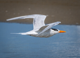 Canvas Print - Royal Tern in Flight