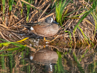 Wall Mural - blue-winged teal drake