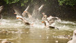 group of flying up geese in water
