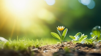 Small spring flower in the grass background. Morning sun light backdrop with bokeh and blur for copy space.