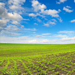 Wall Mural - Green sunflower field and blue sky.