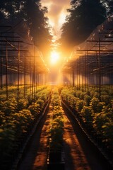 Wall Mural - A picturesque view of a field of plants with the sun setting in the background. This image can be used to depict the beauty of nature and the tranquility of rural landscapes.