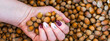 Banner of an overhead photo of a female hand with well-groomed nails picking up freshly picked brown hazelnuts in the woods. Autumn colors and pink and sangria nail polish.