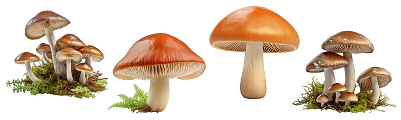 Wall Mural - Collection of forest mushrooms on a white or transparent background generative ai