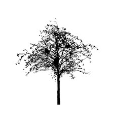 autumn rowan (Sorbus) tree silhouette isolated on white background