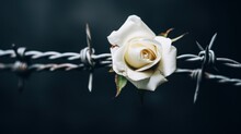 A Single White Rose Is Sitting On A Barbed Wire Fence, AI