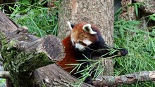 The Red Panda, Ailurus Fulgens, Also Called The Lesser Panda And The Red Cat-bear Sitting On A Tree.