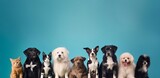 Fototapeta  - Group of heartwarming dogs with cats in studio, shelter full of cute adoptable pets