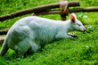 kangaroo in the grass , image taken in Hamm Zoo, north germany, europe