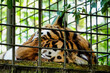 tiger in cage , image taken in Hamm Zoo, north germany, europe