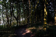 sunset in the forest , image taken in rugen, north germany, europe