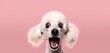  a portrait of a poodle dog with a surprised expression, looking into the camera isolated a pink background.