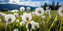 Dandelion White Flower With Seeds Over Green Meadow