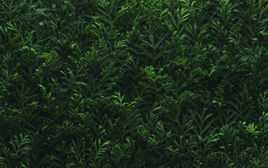 Wall Mural - foliage background with fresh green plant leaves. plant wall for environmentally friendly or earth d