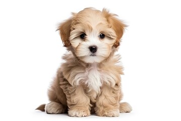 Wall Mural - Maltipoo puppy posing alone on white background