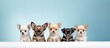 Portrait of Chihuahua puppies