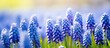 In the summer sunlight the grape hyacinth also referred to as muscari botryoides showcases its stunning blue beauty The focus is selectively captured on these lovely flowers