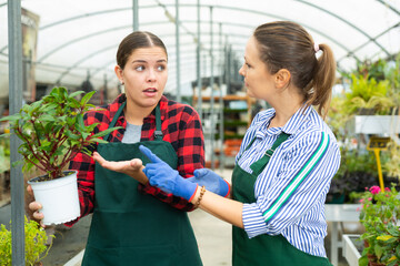 Two skilled female gardeners in apron talking about potted Guineana plant in conservatory