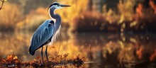 In The Late Afternoon A Majestic Heron Of A Stunning Blue Hue Stands Confidently Alongside A Petite Pond