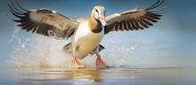 The Act Of The Egyptian Goose Creating Splashes In Water
