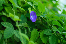 Clitoria Ternatea Or Kembang Telang, Commonly Known As Asian Pigeonwings, Bluebellvine, Blue Pea, Butterfly Pea, Cordofan Pea Or Darwin Pea, Is A Plant Species From Ternate, Indonesia.