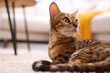 Cute Bengal cat lying on carpet at home, closeup and space for text. Adorable pet