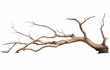 © Saikat - Dry branch of dead tree with isolate on a white background