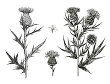 Ink Hand-drawn Detailed Illustration Of Thistle Flowers And Buds. Vector Graphic.