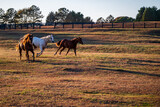 Fototapeta Konie - horses running on farm