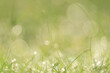 Nuture bokeh background in a grass field on the morning, blured green background