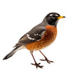 American robin bird isolated on transparent background,transparency 
